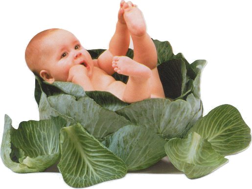 http://www.nebolei.ru/img/4/Cabbage.jpg